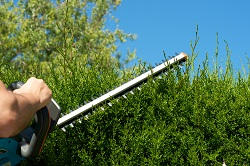 w1 gardeners and landscapers in soho