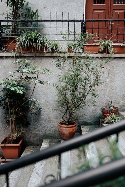 A small urban garden space featuring a concrete patio with potted plants and shrubs. In the center, a large terracotta pot contains a slender, leafless or lightly foliaged tree. To the left, a smaller pot houses a lush, leafy shrub with glossy green leaves. On the right, a decorative pot with a plant grows beside a red brick pathway leading to a wooden door with a reddish-brown finish. Above, a narrow concrete ledge supports additional potted plants, including a few with long, pointed leaves, and green foliage. A black metal railing runs horizontally across the foreground, slightly out of focus, framing the scene. The garden exterior wall is plain concrete, with some small vine growth, providing a simple backdrop for the varied greenery. The scene appears to be taken during daylight hours with natural, diffuse light, highlighting the textures of the soil, leaves, and pots. The overall layout suggests careful, minimal gardening maintenance by Gardeners Soho, suited for small courtyards and urban outdoor spaces, emphasizing landscaping work focused on plant health and aesthetic arrangement.
