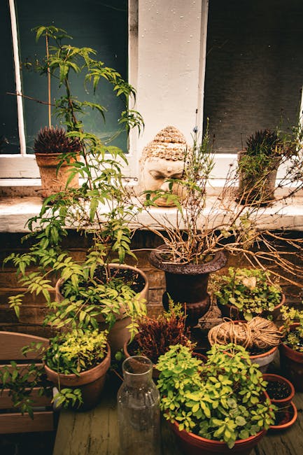 A collection of potted plants arranged on a small balcony ledge, featuring various greenery including a young tree in a terracotta pot, multiple smaller pots with leafy plants, and a few dried or dormant branches. In the center, a decorative stone head sculpture with a serene expression is partially obscured by foliage. The background shows a partially visible window with dark shutters, and the surface of the ledge appears weathered. The scene is illuminated by natural light, highlighting the textures of the plant leaves, soil, and pottery, in an environment maintained for garden aesthetics and outdoor care, consistent with garden maintenance and landscaping activities typically promoted by Gardeners Soho.